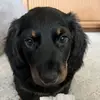 Tank Williams 🐶 - @tank.williamsjr - TikTok