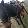 Tanner Bowen - @cowpuncher4 - TikTok