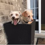 Tanner & Buttons - @tanner_buttons_ - Instagram