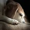 tanner.carroll95 - @tanner.carroll95 - TikTok