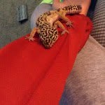 Rex Tanner Farris - @rex_the_geko - Instagram