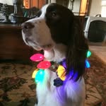 Tanner Foremaster - @tannerforemaster - Instagram
