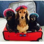Tanner Franks & Kennedy - @tanner_franks_and_kennedy - Instagram