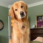 Tanner Gressett - @tanner_gressett_the_golden - Instagram
