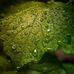 Tanner Harmon - Facebook