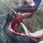 Tanner Herndon & Bryce Graves - @south_mississippi_hog_huntin - Instagram