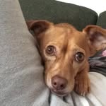 Tanner - @tannerthejumpingbean - Instagram