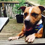 Tanner - @laddies.dog_tanner - Instagram