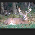Tanner And Bryce Lamm - @unc_deerpage00 - Instagram