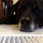 Tanner Mabee - @tanner_black.lab - Instagram
