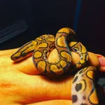 Tanner McBee - @tannersreptilezoo - Instagram