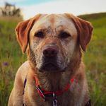 Tanner McCoy - @tanner_theyellowlab - Instagram