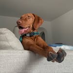 Tanner McGuire - @tanner_texasvizsla - Instagram