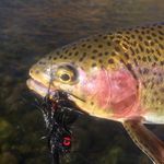 Tanner Meier - @kopperkreekflyco - Instagram