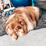 Tanner Moran - @tanner_the_toyaussie - Instagram