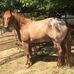 Tanner Ogle - Facebook