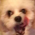 MyDogIsMyLife - @tannertheshookdoggo - Instagram