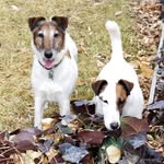 Henry&Tanner - @smoothfoxtannerandhenry - Instagram