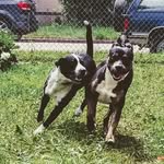 tanner stoddard - @tanner_lowkeyeat_ass - Instagram