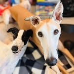 Tanner (and Sutton) - @tanner_greyhound - Instagram