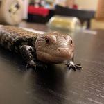 Tanner Swanson - @casper_the_skink - Instagram