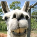 Tanner Swanson - @tanner_swanson5 - Instagram