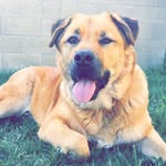 🌲Koda Tanner Ollie Temple🌲 - @koda.the.lab.chow - Instagram