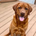 Tanner Todd - @tannertoddinred - Instagram