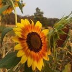 Todd Tanner - @todd.tanner.319 - Instagram
