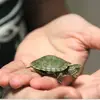 Tanner Vincent - @tan_loves.turtles15106 - TikTok