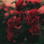 Tanner Whitney - @txnn.cw15 - Instagram