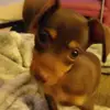 puppie luv - @tanyaconley5 - TikTok