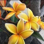 Tanya Dial - @tanyadial - Instagram
