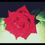 Tanya Farmer - @tanyafarmer34 - Instagram