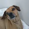 Tânia Faust - @freddog4 - TikTok