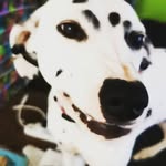 Tanya Tyson - @daisydalmatian_andco - Instagram