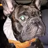 Tyson🐶 - @tanyatyson4 - TikTok