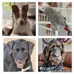Tanya Ware - @mom2myk9s - Instagram