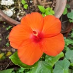 Tapas Mukherjee - @tapasmukherjee50 - Instagram