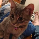 Tara Arthur - @tigercat8303 - Instagram