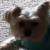 Frankie's mommy - @tara.bates.candym - TikTok