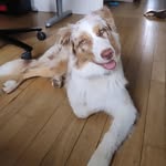 Tara 🐶 - @tara_bergere_australienne - Instagram