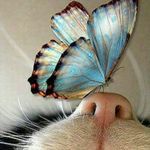 Tara Berger - @speuteryourcatsstl - Instagram