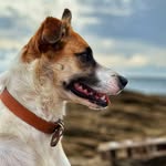 Tara-berger d’auvergne - @tara_berger_auvergne - Instagram