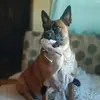 tarabetts781 - @tarabetts781 - TikTok