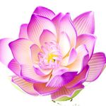 Tara Blooms - @tarablooms_farmer - Instagram
