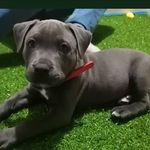 Tara Blue 🐶🌺 - @tarapitt_iqq - Instagram