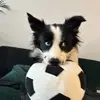 TaraBorderPaws - @taraborderpaws - TikTok