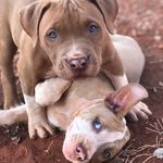 Braddock e Xitara - @braddock.xitara - Instagram