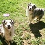 @bronson_tara.aussies - Instagram